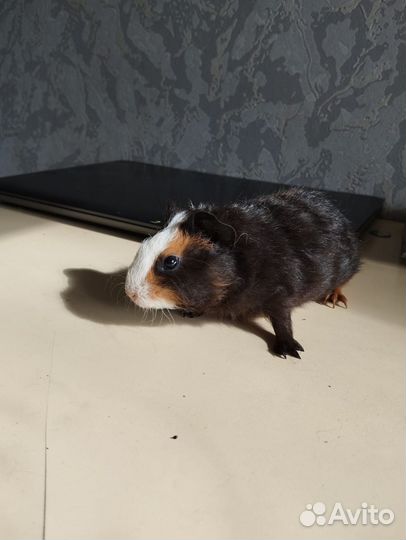 Морские свинки