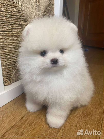 Померанский шпиц