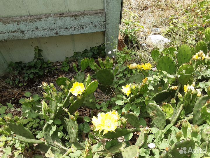 Кактус уличный Опунция с крупными желтыми цветами