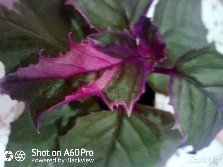 Гинура вариегатная