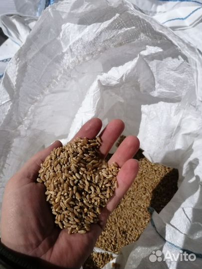 Семена мягкой пшеницы