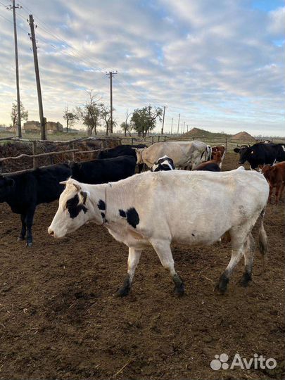 Корова дойная