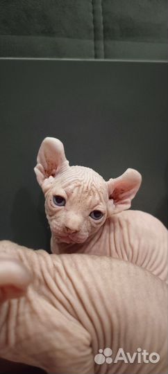 Котята сфинкс эльф