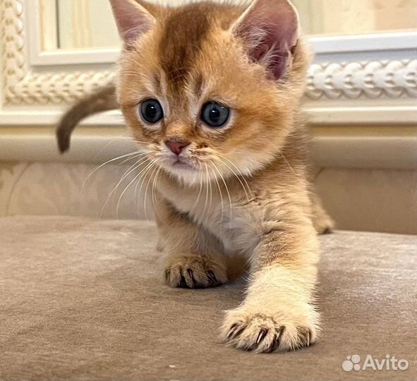 Плюшевый Малыш - Золотая шиншилла 1 мес