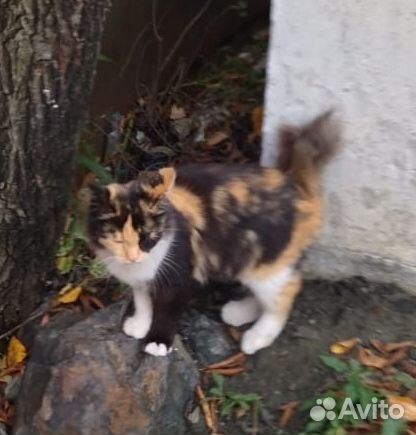 Девочка метис бобтейла