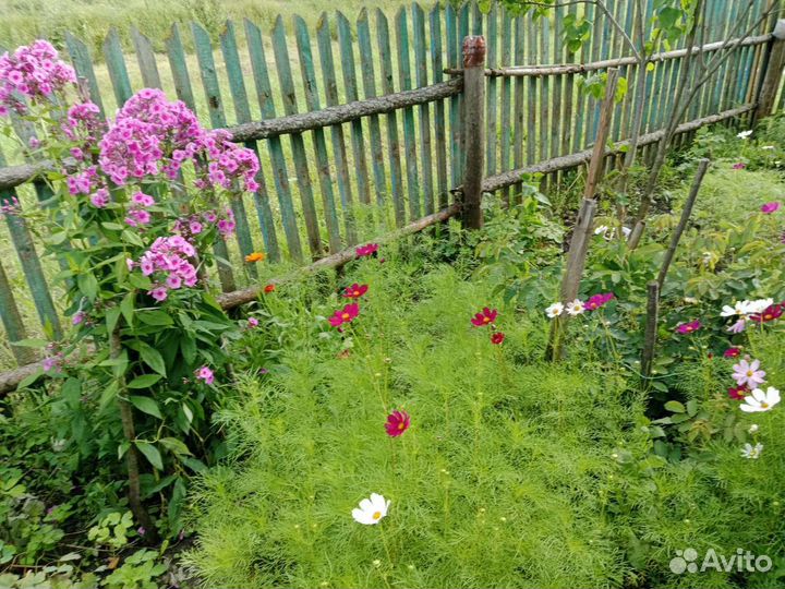 Дендробиум