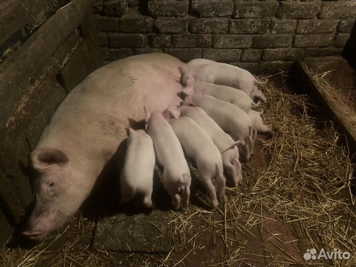 Поросята белые,мясные