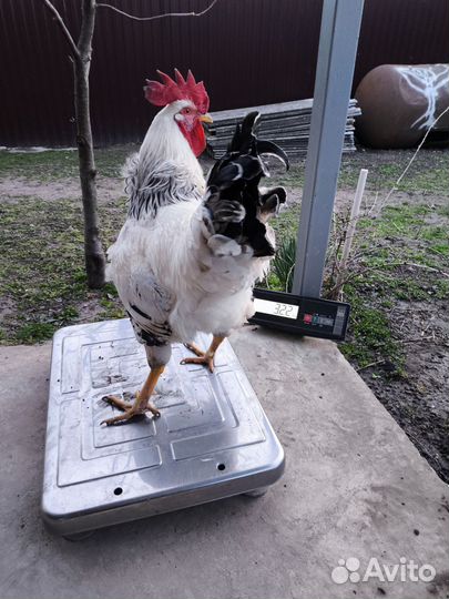 Петухи домашние живым весом