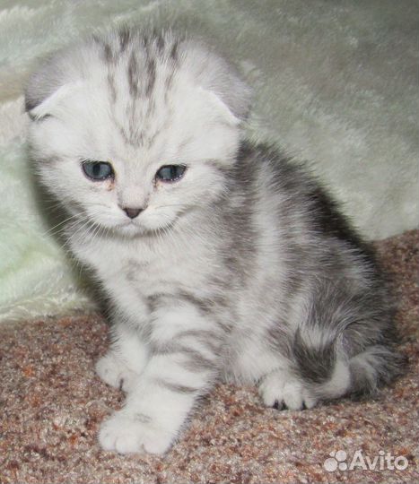 Снежные котята