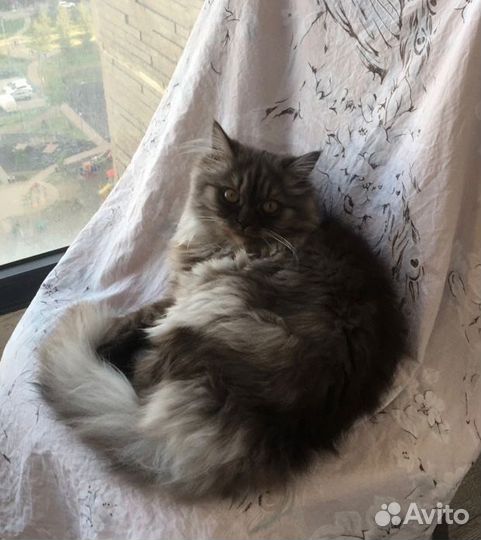 Кошка в дар бесплатно