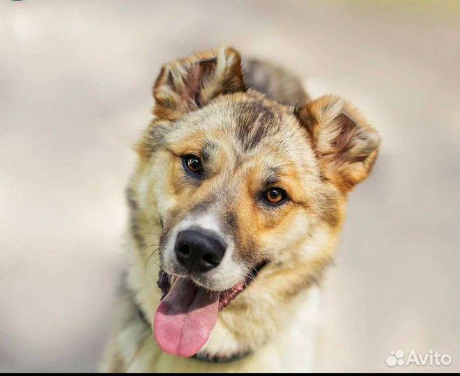 Добрая Собака Метис Алабая любит детей