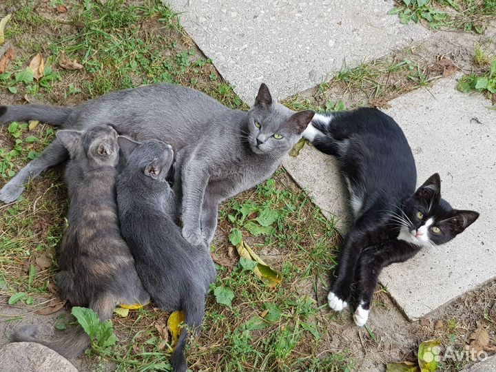 Котятки в добрые руки