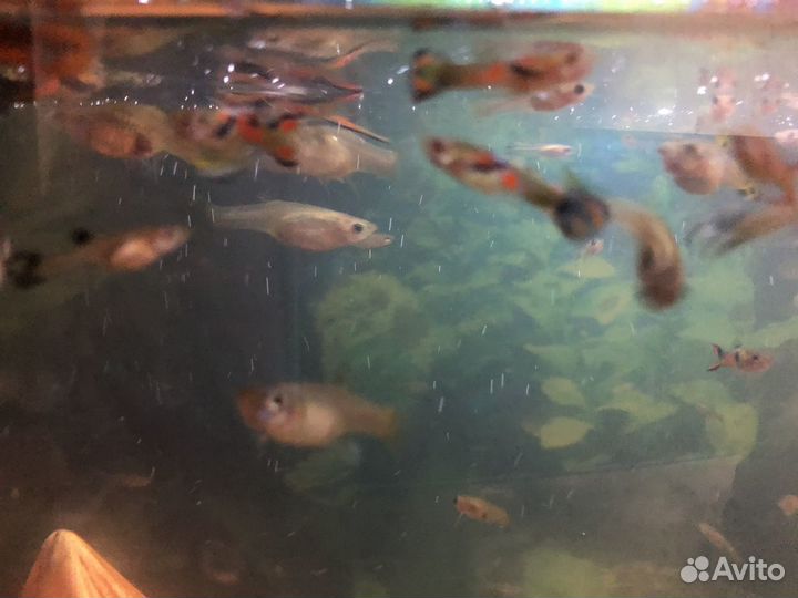 Аквариумные рыбки гуппи