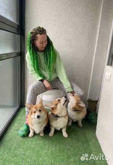 Передержка собак /выгул собак /зооняня / зоотакси