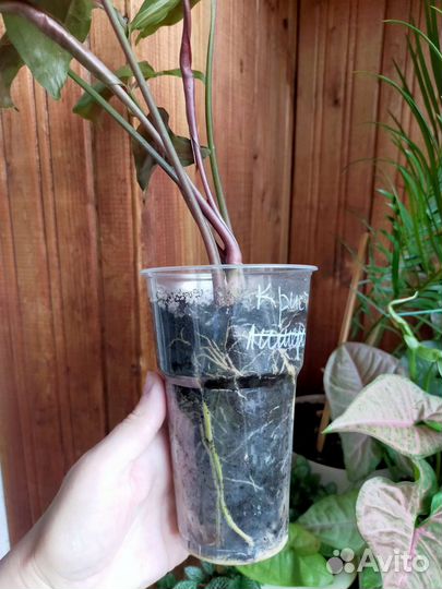 Сингониум кристмас