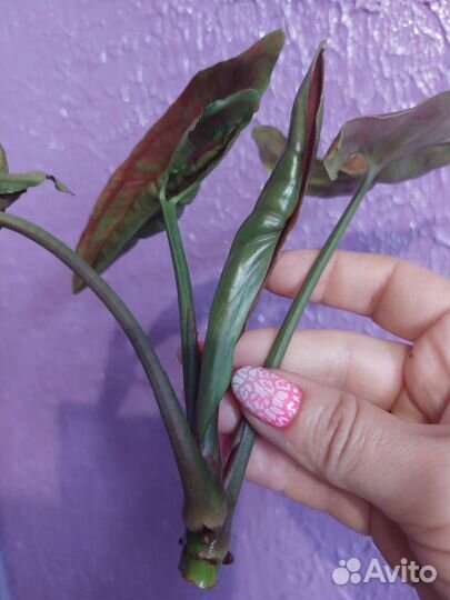 Сингониум клубничный лед