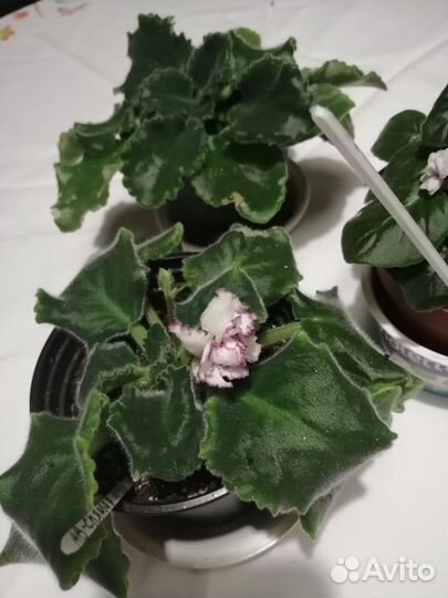 Сенполия спящая красавица