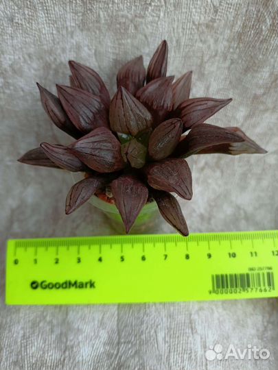 Суккуленты хавортии