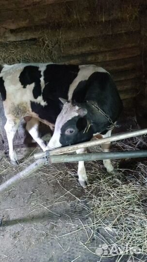 Продается бычок