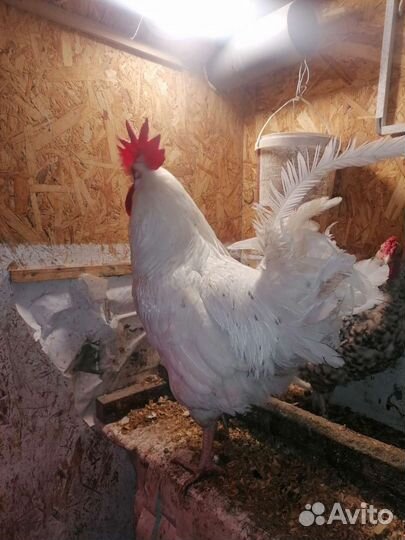 Инкубационное яйцо куриное Пушкинской породы