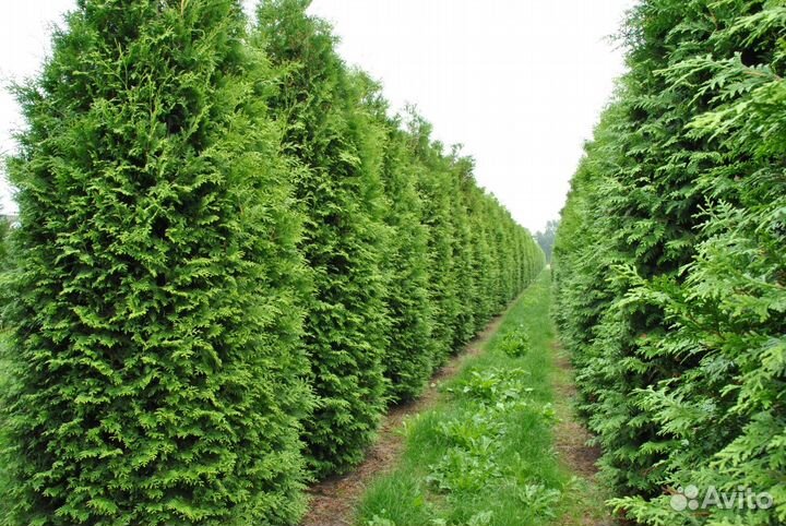 Продажа Туи Брабант 1,9 м
