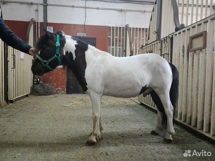 Жеребец пони