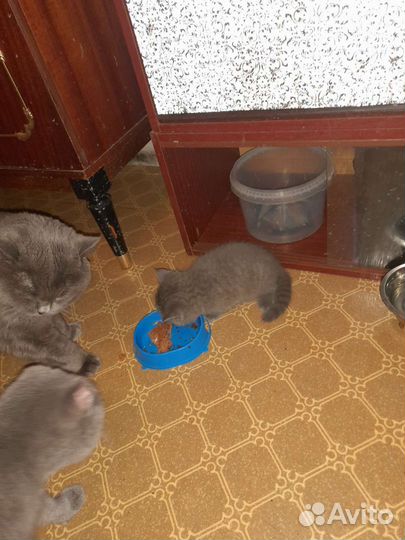 Британцы котята