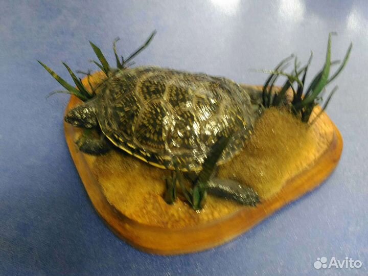 Чучело черепахи композиция сувенир