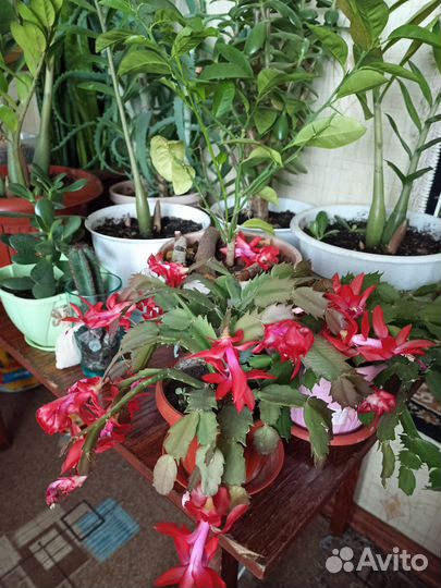 Комнатные цветы