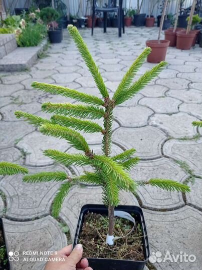 Ель акракона голд