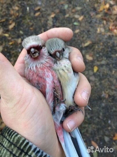 Лесная птица