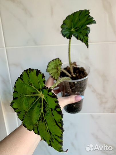 Сингониум, циперус