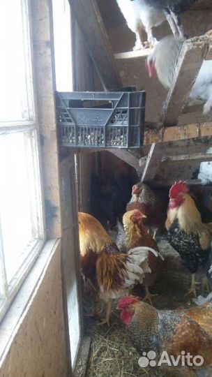 Петухи куры