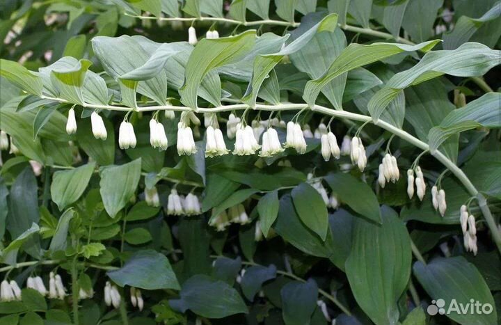 Купена садовая