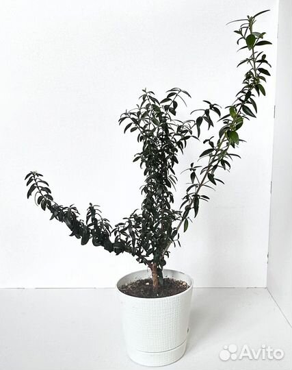 Комнатные цветы мирт