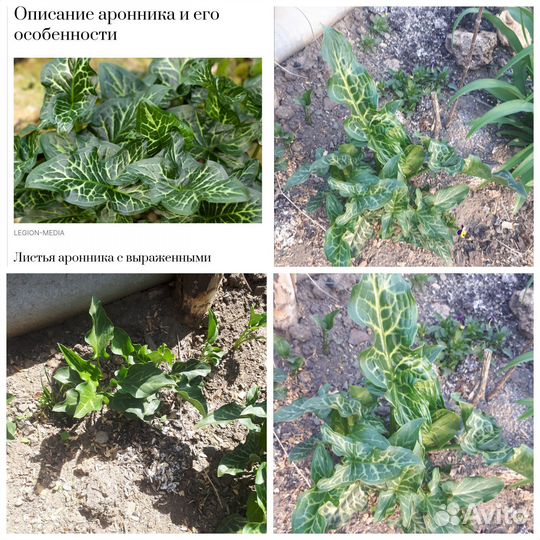 Растения для сада
