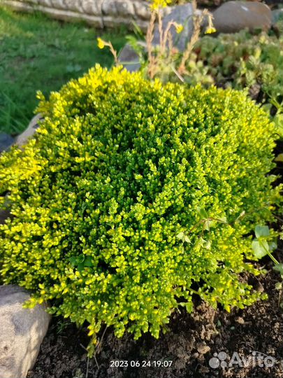 Самшит и другие