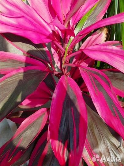 Красавица кордилина