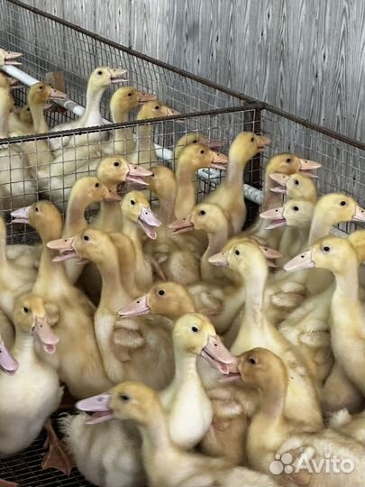 Подрощеные утята растут за 51 день 4 кг