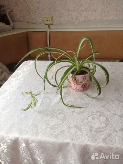 Хлорофитум комнатное растение, цветы