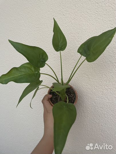 Алоказия Кукулата Принцесса Юкатан Лаутербахиана