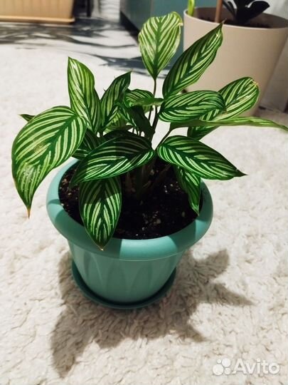 Калатея Виттата