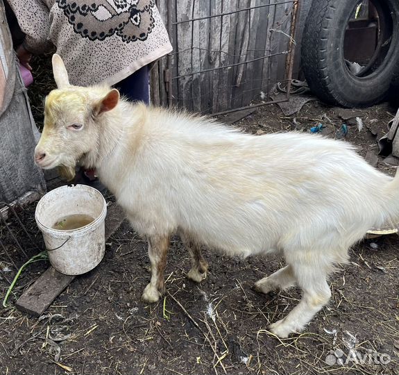 Заинские козлы