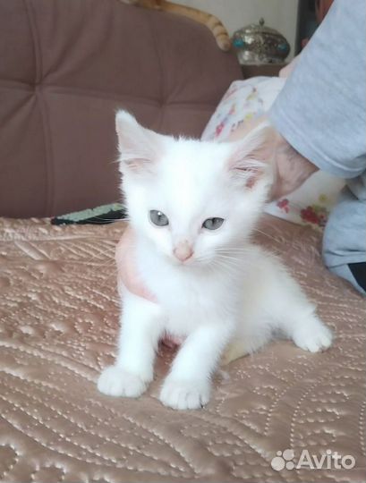 Белые котята бесплатно