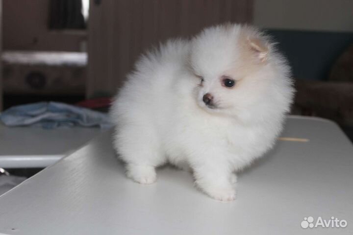 Померанский шпиц мини щенок
