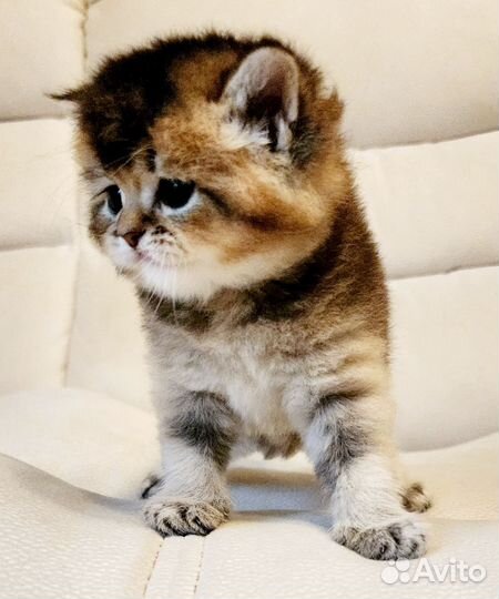 Шотландский котик