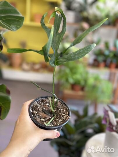 Амидриум зиппелианум / Эпипремнум фиш