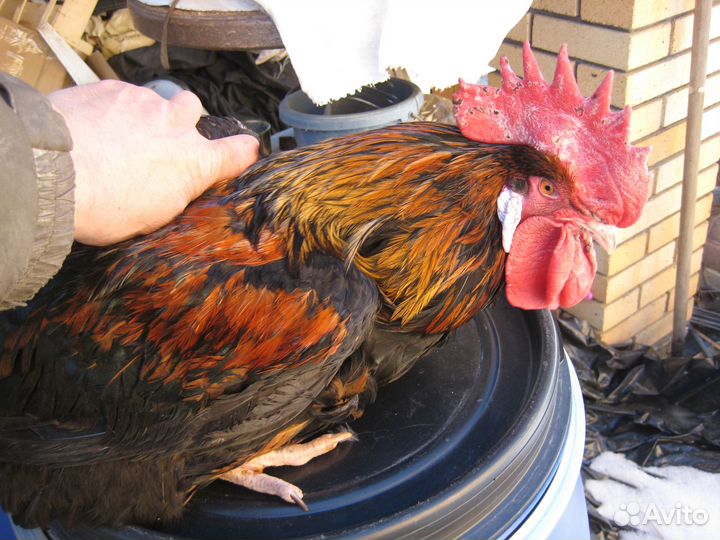 Петухи молодые голошейные, кучинск и мих бресс гал