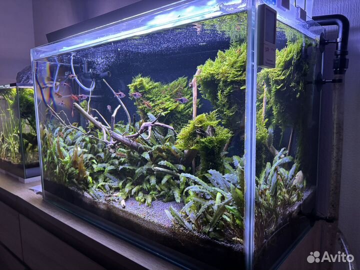 Валиснерия спиральная