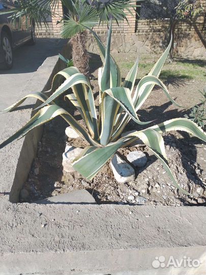 Агава
